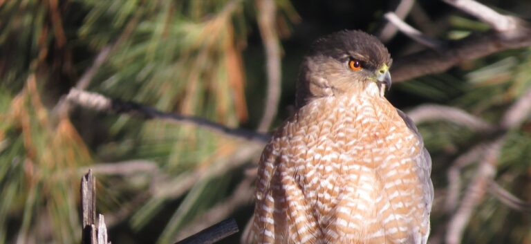 Welcoming a Cooper’s Hawk to our Yard