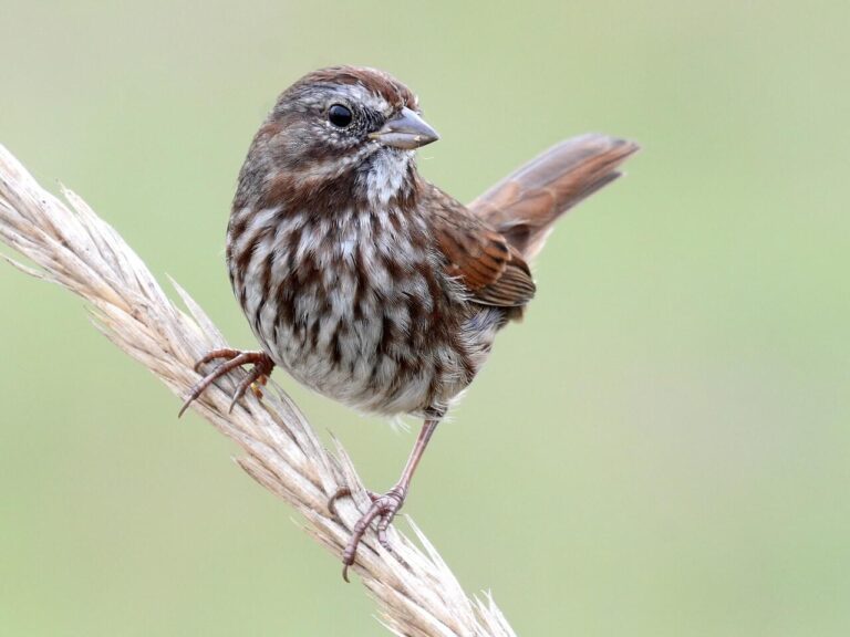 Song Sparrow Sings the Pacific Ocean