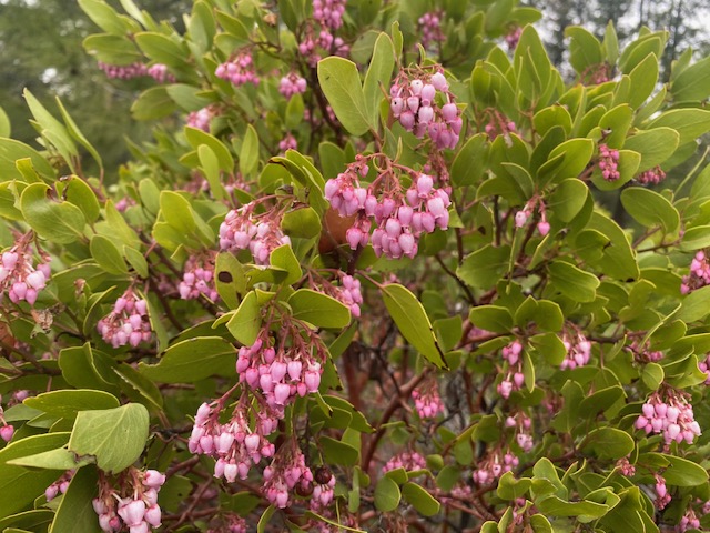 Birds are Calling Us: Speak Up for Forests and their Native Plant Understory