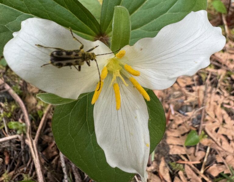 April Poetry Month- Earth Day Release