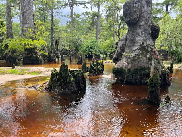Heart Beats of Ancient Bald Cypress