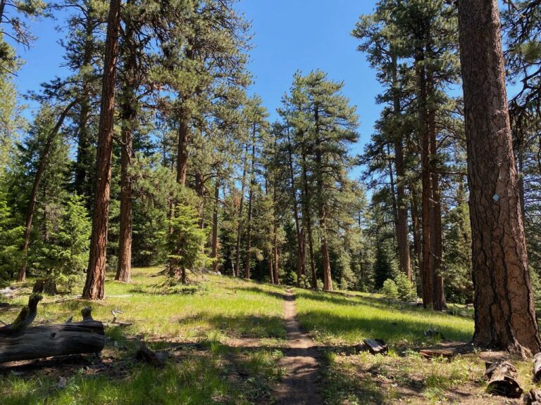 Lookout Mountain, Roadless Beacon of the Ochocos