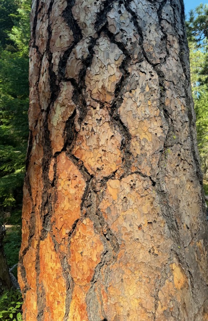 Ponderosa Speaks to Woodpecker