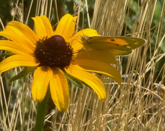 Home Yard Wander/Wonder