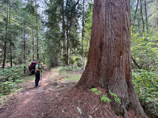 Saving the Big Trees of Badger Creek as Wilderness — A Lucky Break
