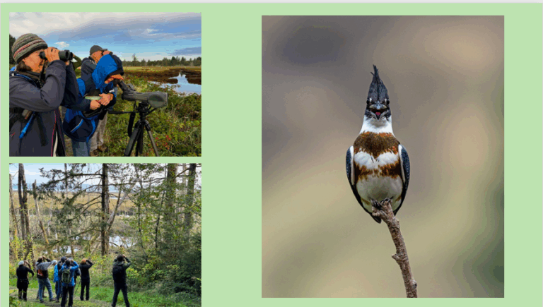 Kinship With Kingfishers