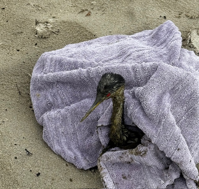 The Sound of a Western Grebe Tapping…a story of rescue and gratitude