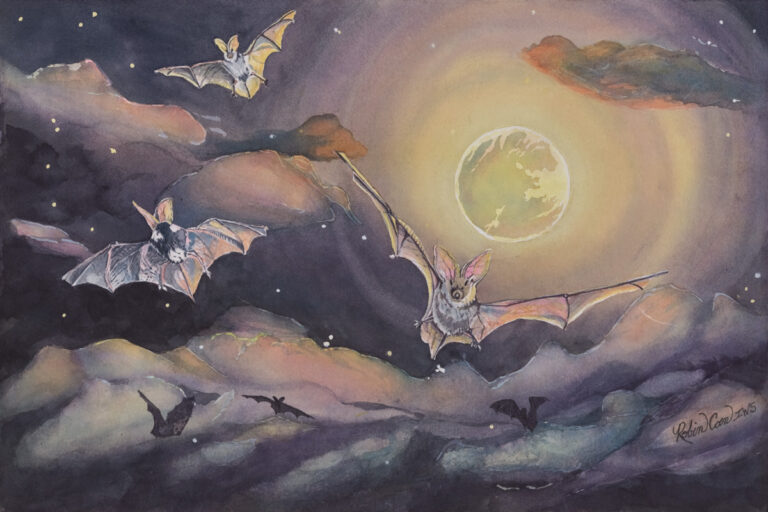 Spotted Bat Moon Dance