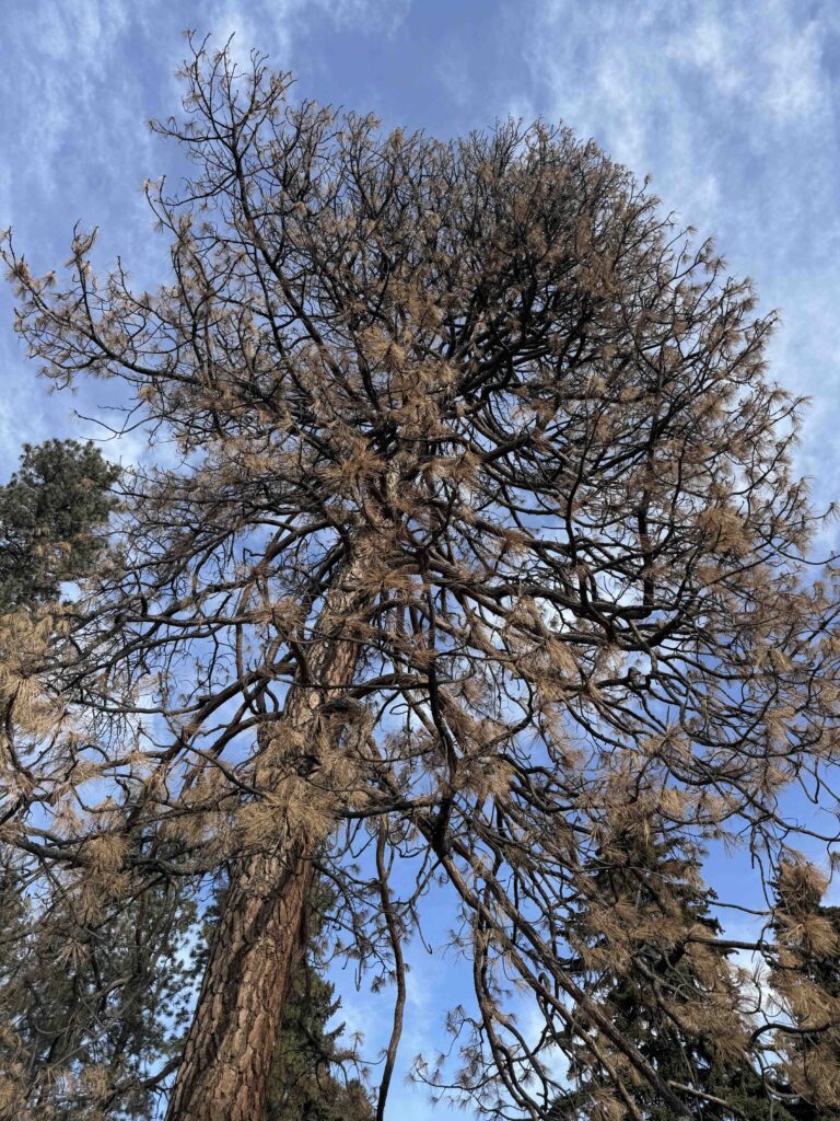 A Reverence of Crows, A Tree’s Last Stand
