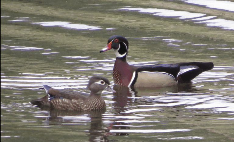 In the Language of Birds- Poetry