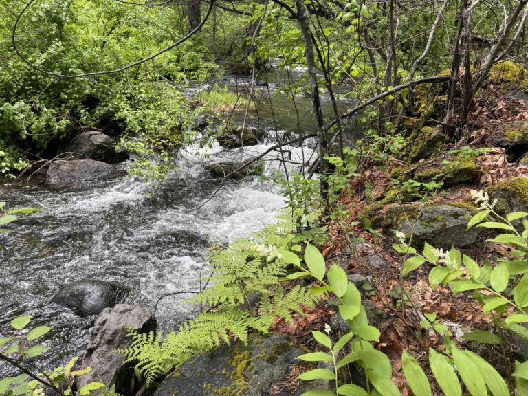 Spring Renewal in Badger Creek Wilderness
