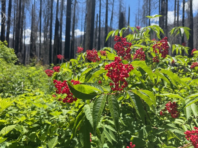 Opal Creek Ancient Forest: Abundance After Wildfire