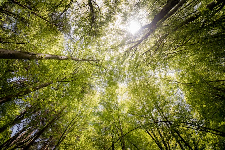 Sunlit view of green trees in a forest looking upwards, captured in daylight.