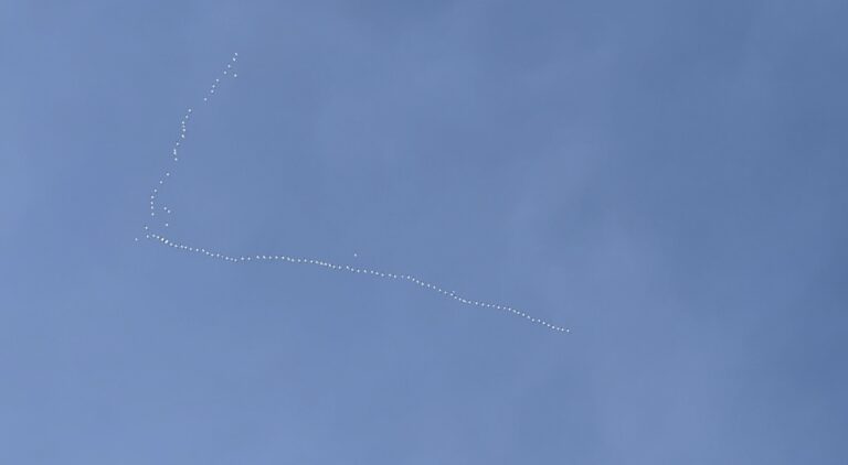 snow geese in formation