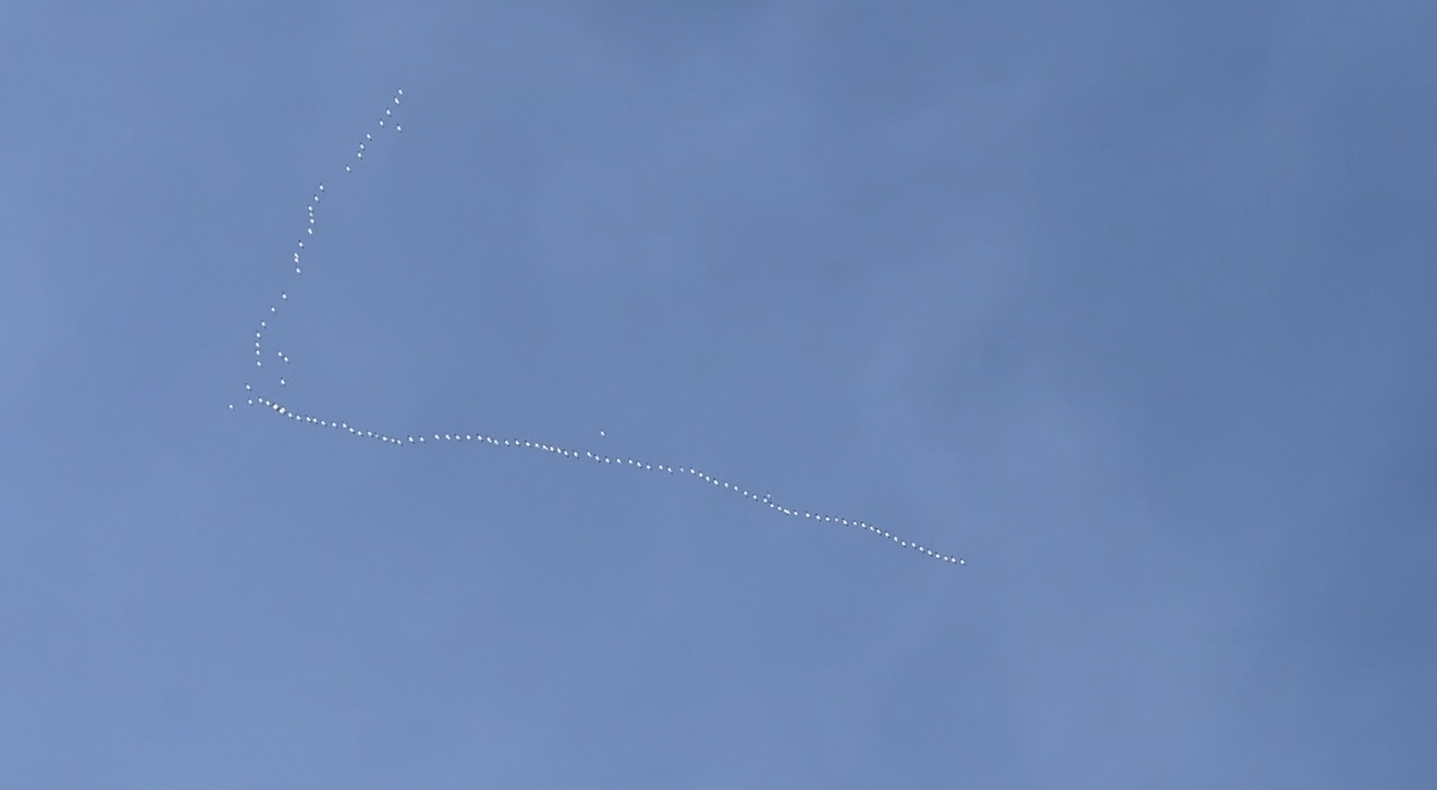 snow geese in formation