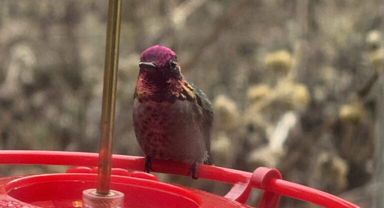 My Winter Hummingbird Obsession