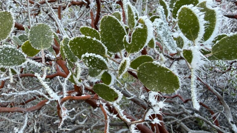 crystal clarity of icy fog
