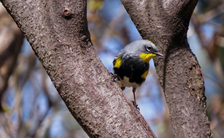 love & 1.25% for wildlife