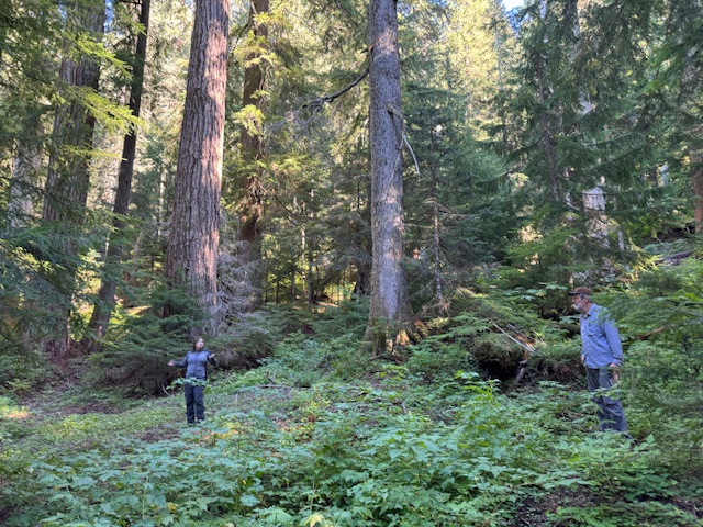 Crabtree valley: is nothing sacred?