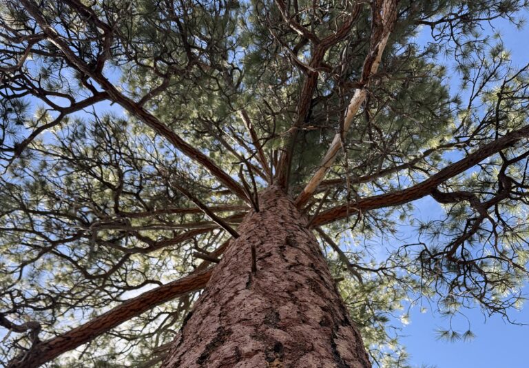 earth day in tree poetry