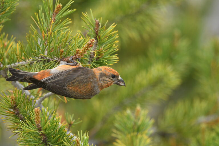 Coast to cascades bird alliance- may 26