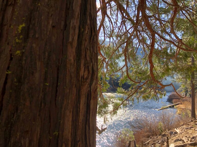 podcast alert: American Birding & Bird Nerd Book Club feature feathered forest
