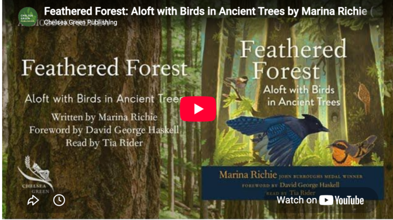 Feathered Forest audiobook preview